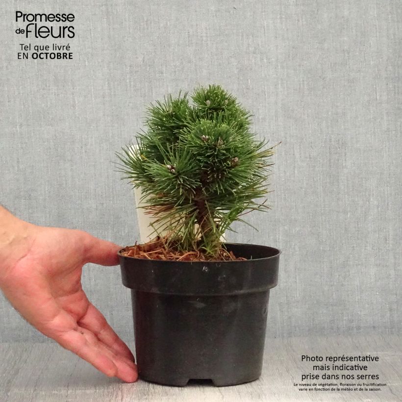Exemplar von Pin de montagne - Pinus mugo Heideperle Pot de 2L/3L wie im Herbst geliefert