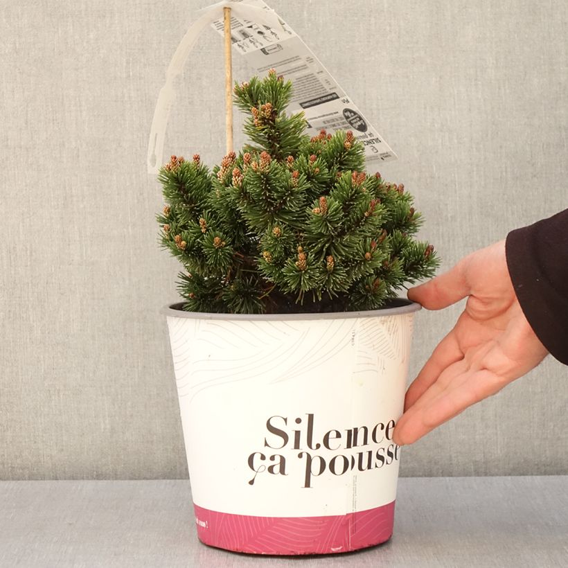 Example of Pinus mugo Sherwood Compact - Bergkiefer Topf mit 2L/3L as you get in printemps