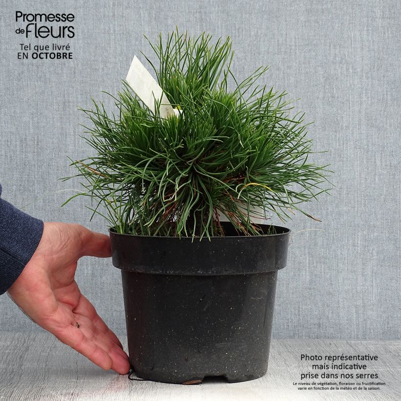 Exemplar von Pinus mugo Varella - Bergkiefer Topf mit 2L/3L wie im Herbst geliefert