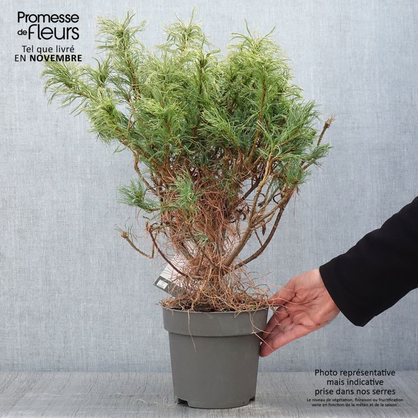 Exemplar von Pin de Weymouth nain - Pinus strobus Green Twist Pot de 2L/3L wie im Herbst geliefert