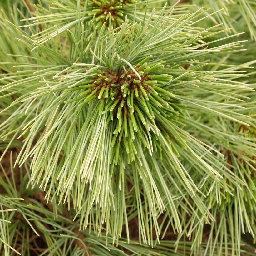 Pinus strobus Mary Butler - Weymouths-Kiefer (Foliage)