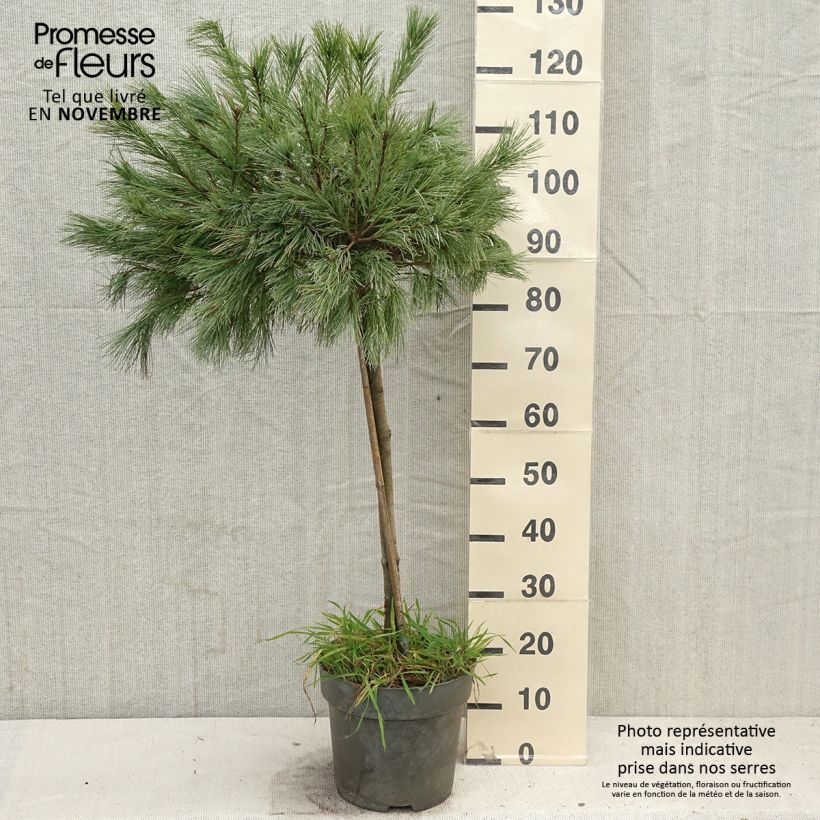 Exemplar von Pin de Weymouth nain - Pinus strobus Mary Butler Pot de 7,5L/10L, Tige, Tige de 60 cm wie im Herbst geliefert