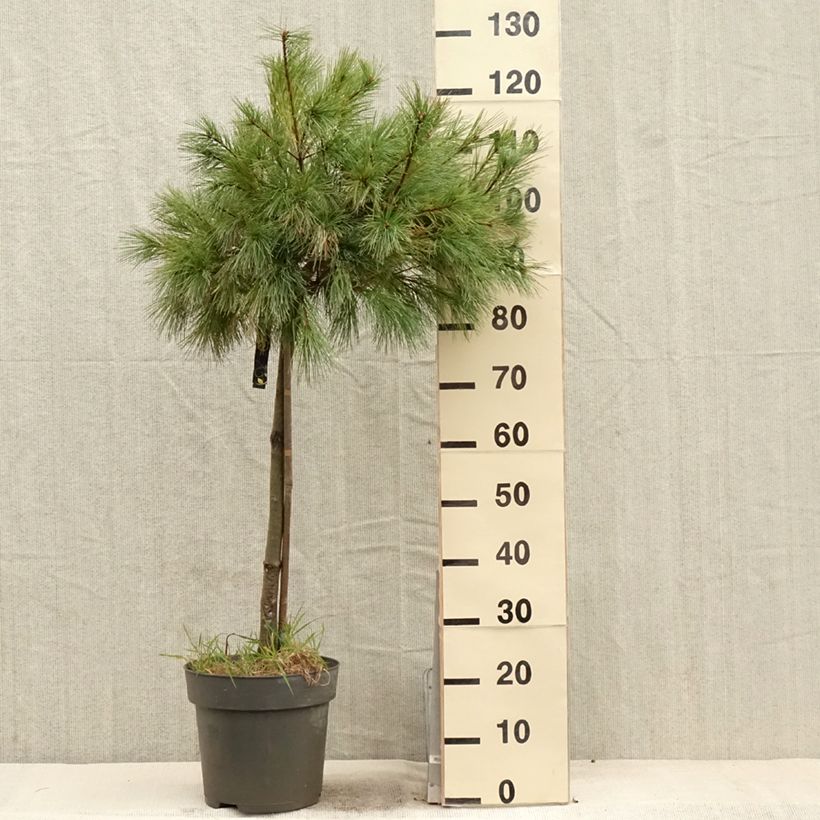 Example of Pinus strobus Mary Butler - Weymouths-Kiefer Topf mit 7,5L/10L, Stamm as you get in printemps