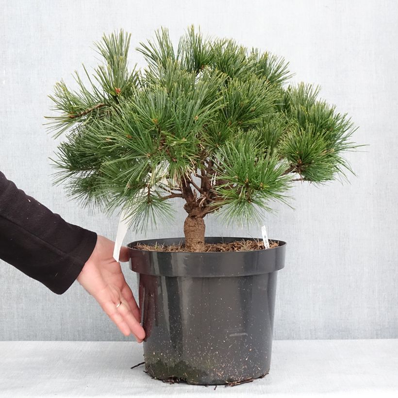 Exemplar von Pin de Weymouth nain - Pinus strobus Minuta Pot de 7,5L/10L wie im Winter geliefert