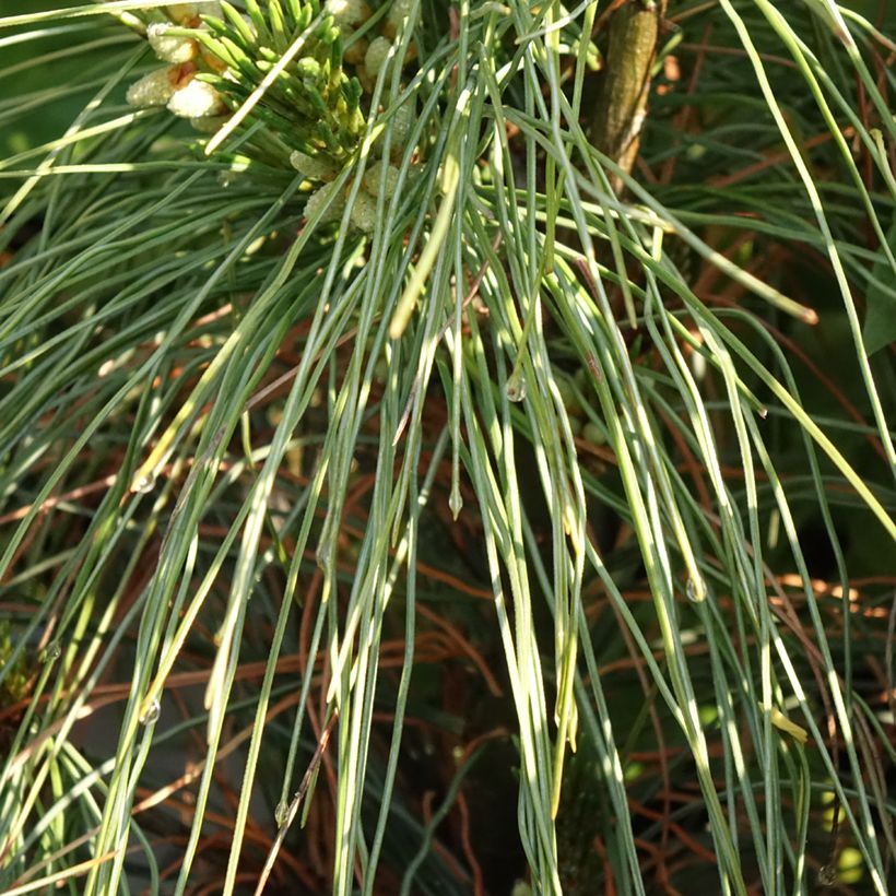 Pinus strobus Niagara Falls - Weymouths-Kiefer (Laub)