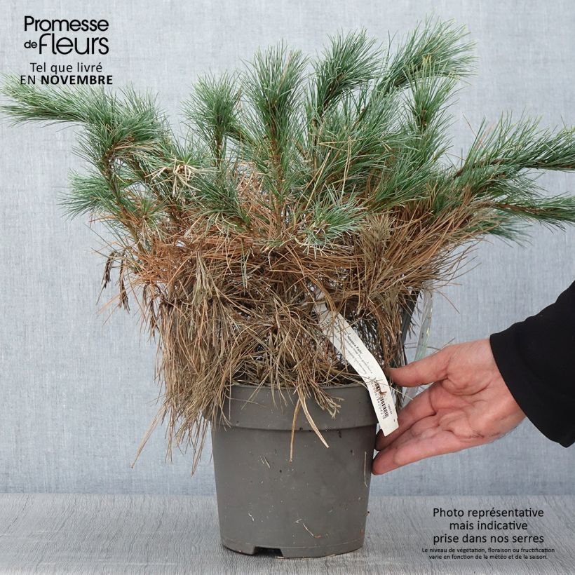 Exemplar von Pin de Weymouth nain - Pinus strobus Niagara Falls Pot de 3L/4L wie im Herbst geliefert