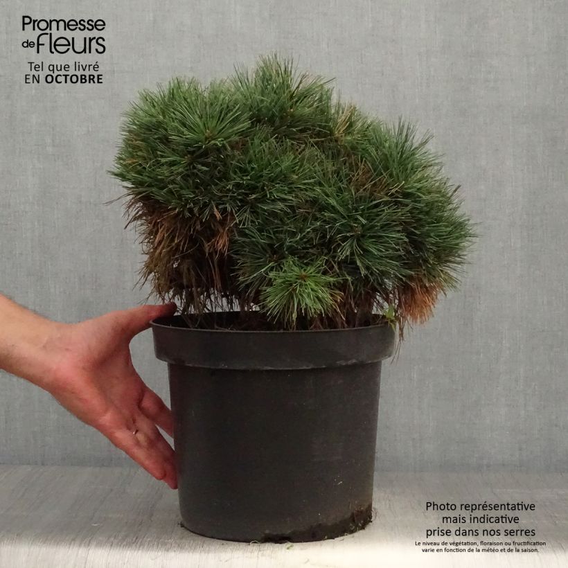 Exemplar von Pinus strobus Ontario - Weymouths-Kiefer Topf mit 7,5L/10L, Stamm wie im Herbst geliefert