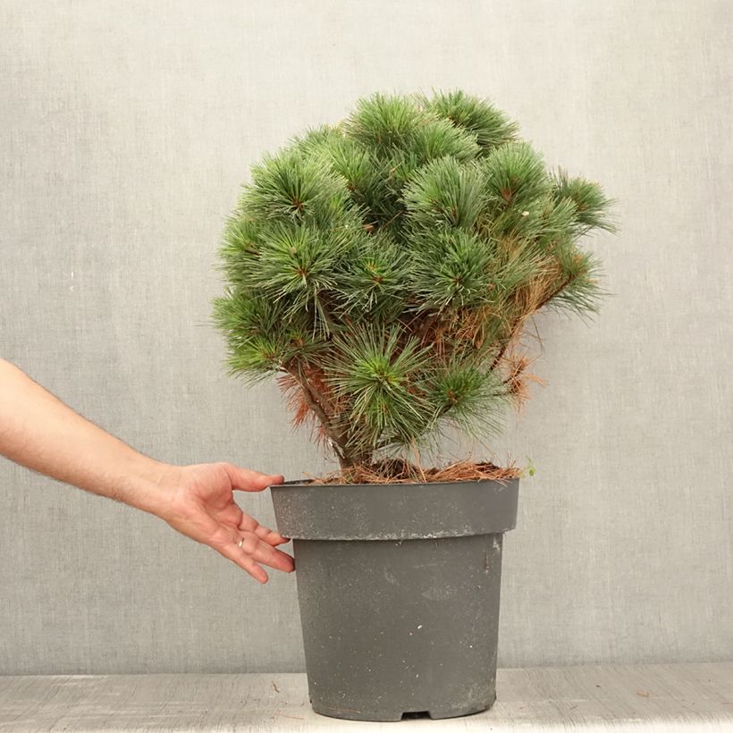 Exemplar von Pinus strobus Secrest - Weymouths-Kiefer Stück wie im Sommer geliefert