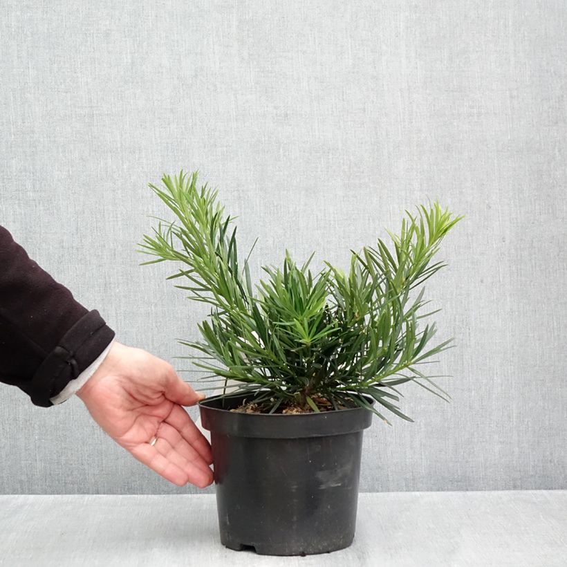 Exemplar von Podocarpus macrophyllus - Großblättrige Steineibe Topf mit 2L/3L wie im Herbst geliefert