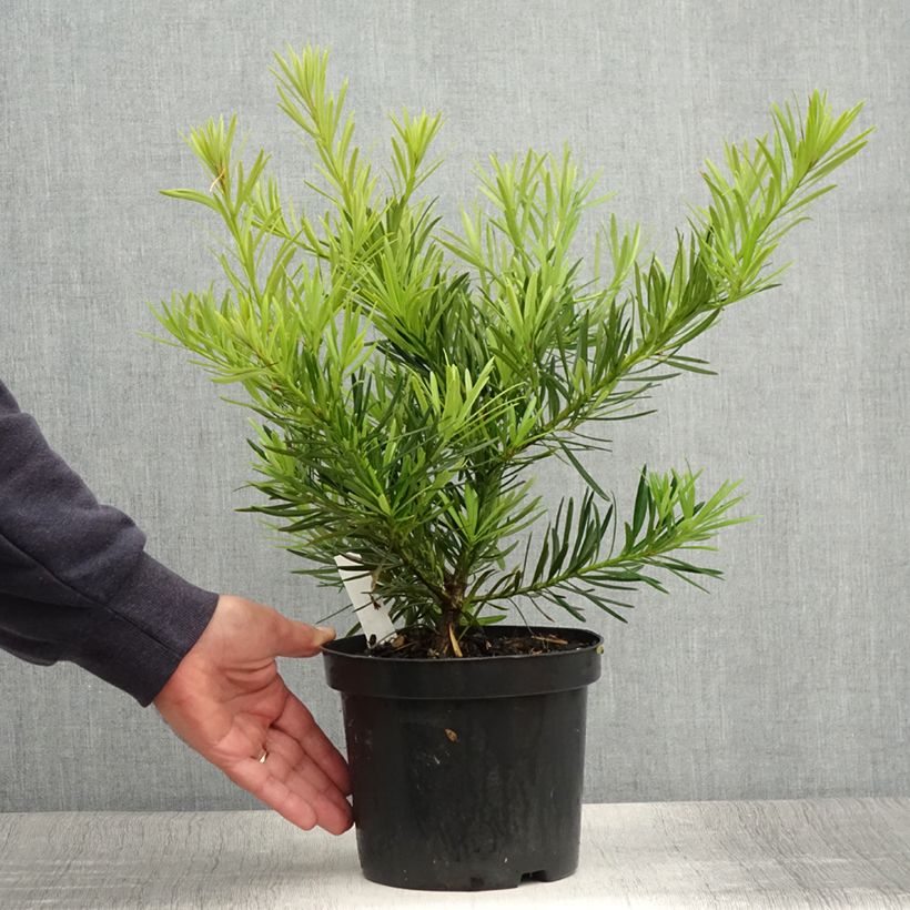 Exemplar von Podocarpus macrophyllus - Großblättrige Steineibe Topf mit 2L/3L wie im Sommer geliefert
