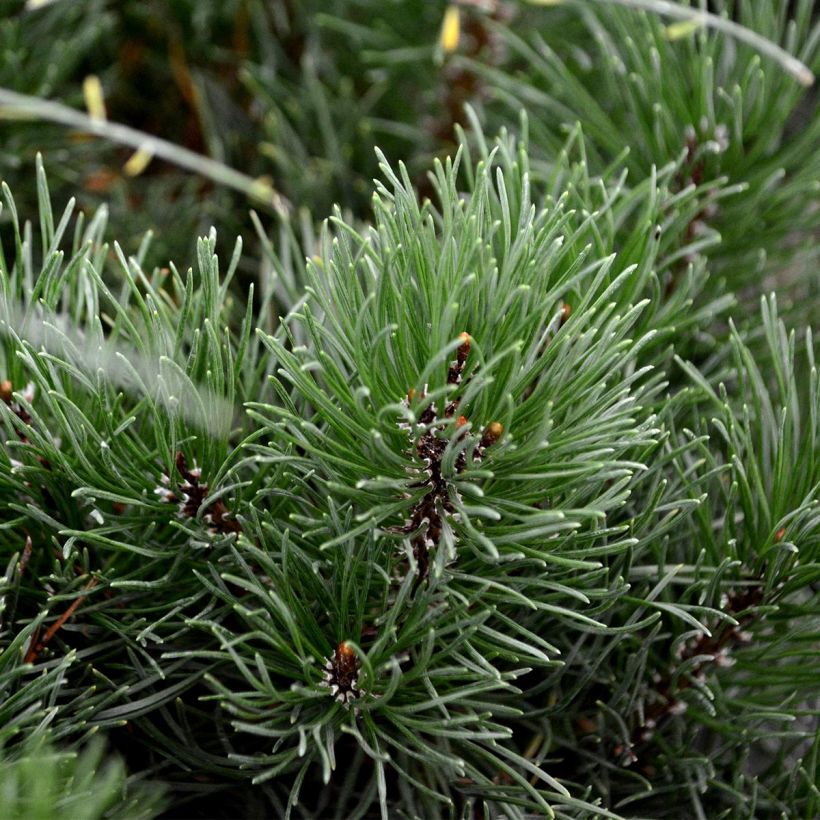 Pinus mugo mughus - Krummholz-Kiefer (Foliage)