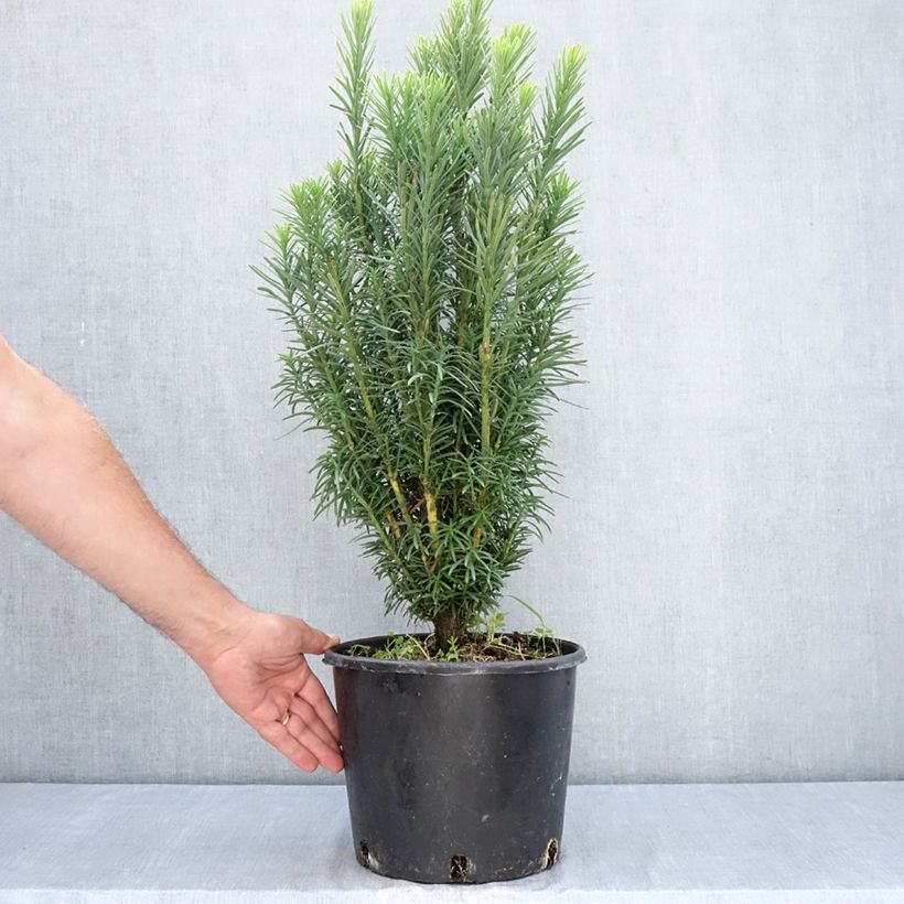 Exemplar von Cephalotaxus harringtonia Fastigiata - Harringtons Kopfeibe Topf mit 7,5L/10L wie im Sommer geliefert