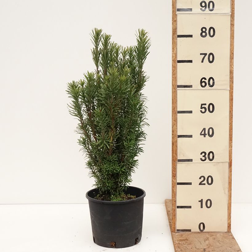 Example of Cephalotaxus harringtonia Fastigiata - Harringtons Kopfeibe Topf mit 7,5L/10L as you get in hiver