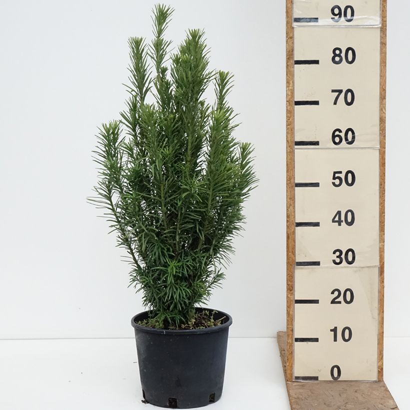 Exemplar von Cephalotaxus harringtonia Fastigiata - Harringtons Kopfeibe Topf mit 7,5L/10L wie im Frühjahr geliefert