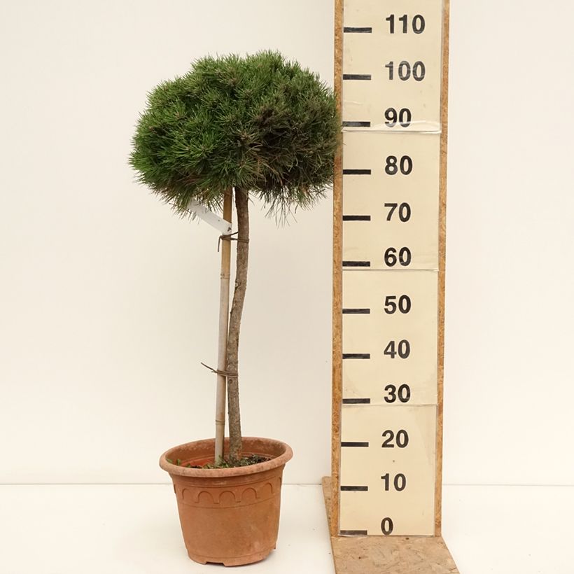 Exemplar von Pinus nigra Marie Brégeon - Schwarzkiefer Topf mit 7,5L/10L, Halbstamm wie im Sommer geliefert