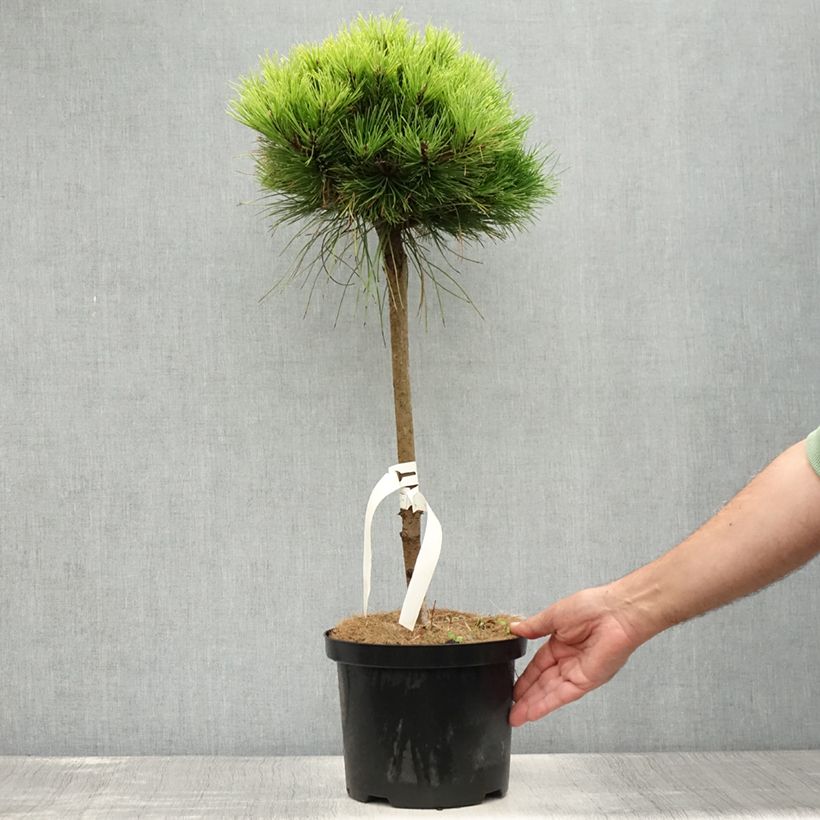 Exemplar von Pinus nigra Marie Brégeon - Schwarzkiefer Topf mit 4L/5L, Stamm wie im Sommer geliefert