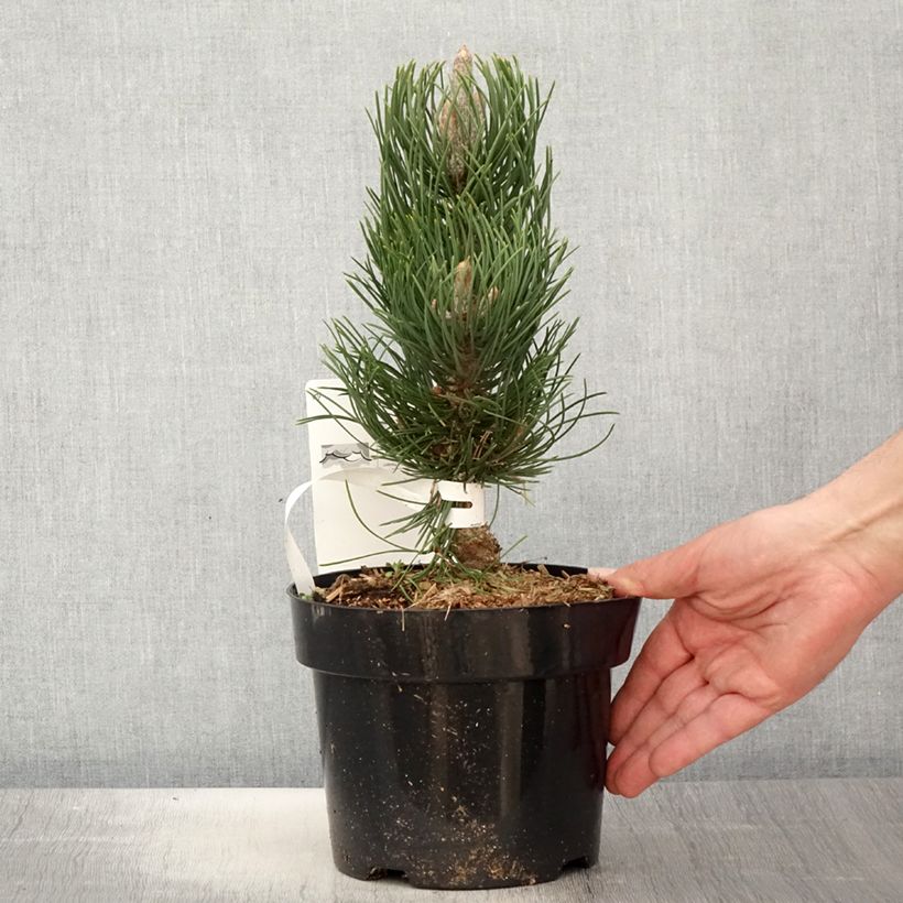 Exemplar von Pinus nigra Oregon Green - Schwarzkiefer Topf mit 2L/3L wie im Frühjahr geliefert