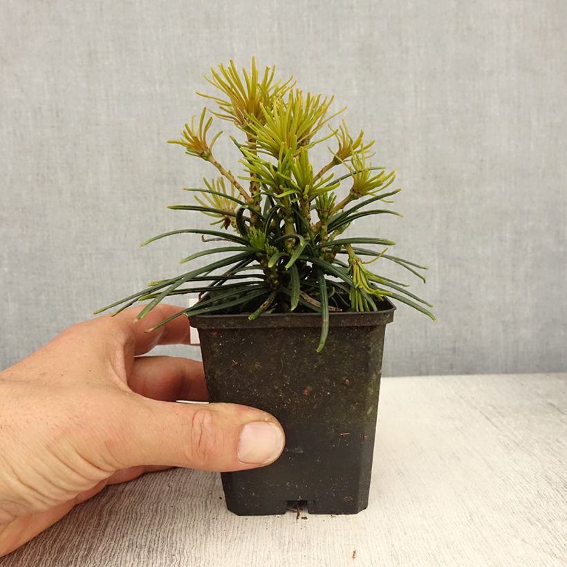 Example of Sciadopitys verticillata - Japanische Schirmtanne Kleine Töpfe von 8/9 cm as you get in printemps