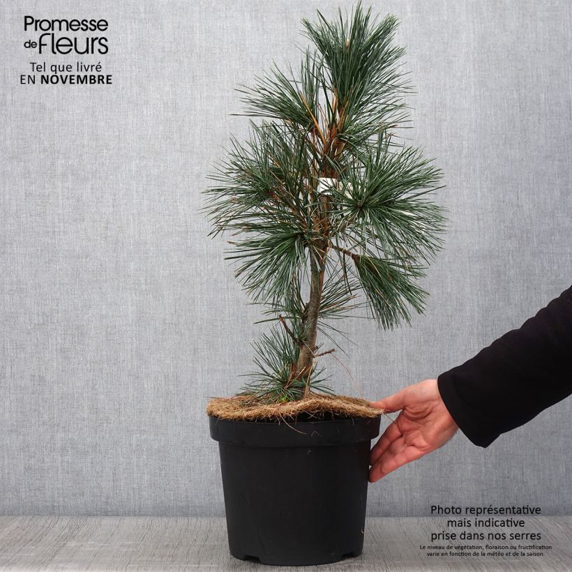 Exemplar von Pinus flexilis Vanderwolfs Pyramid - Biegsame Kiefer Topf mit 7,5L/10L wie im Herbst geliefert