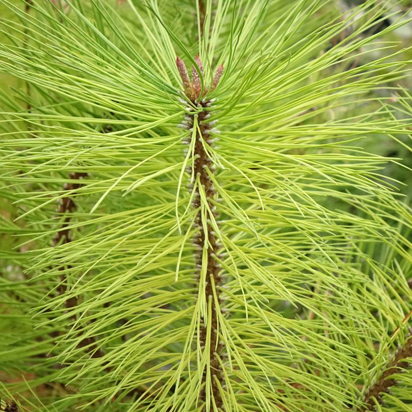 Pinus ponderosa - Ponderosa-Kiefer (Foliage)