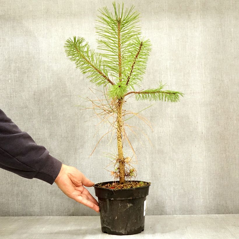 Exemplar von Pinus ponderosa - Ponderosa-Kiefer Topf mit 3L/4L wie im Herbst geliefert