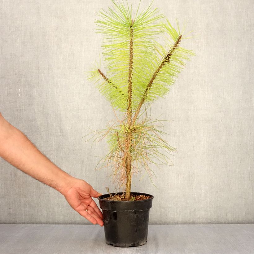 Exemplar von Pinus ponderosa - Ponderosa-Kiefer Topf mit 3L/4L wie im Sommer geliefert