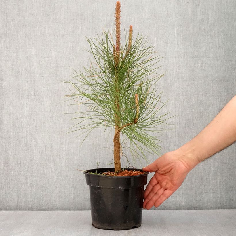 Example of Pinus ponderosa - Ponderosa-Kiefer Topf mit 3L/4L as you get in printemps