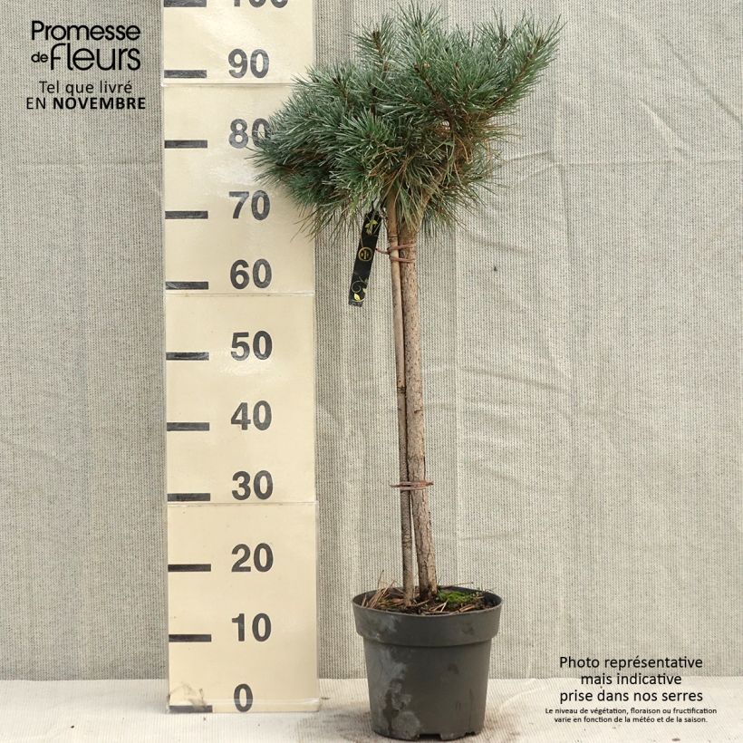 Exemplar von Pinus sylvestris Chantry Blue - Wald-Kiefer Stück, Strauch wie im Herbst geliefert