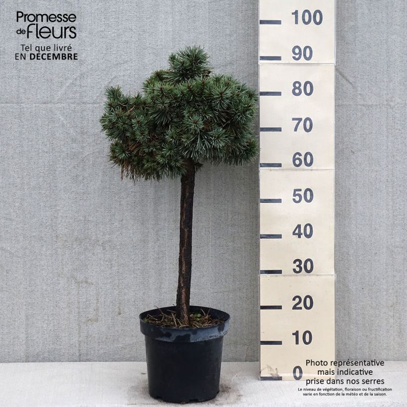 Exemplar von Pinus sylvestris Doone Valley - Wald-Kiefer Topf mit 7,5L/10L, Halbstamm wie im Herbst geliefert