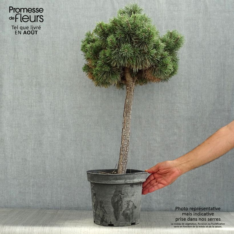 Exemplar von Pinus sylvestris Doone Valley - Wald-Kiefer Topf mit 7,5L/10L, Halbstamm wie im Sommer geliefert