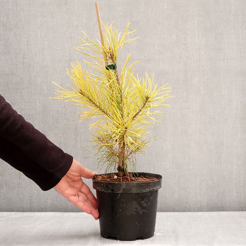 Exemplar von Pinus sylvestris Wintergold - Wald-Kiefer Topf mit 3L/4L wie im Winter geliefert