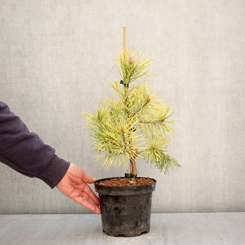Exemplar von Pinus sylvestris Wintergold - Wald-Kiefer Topf mit 3L/4L wie im Frühjahr geliefert