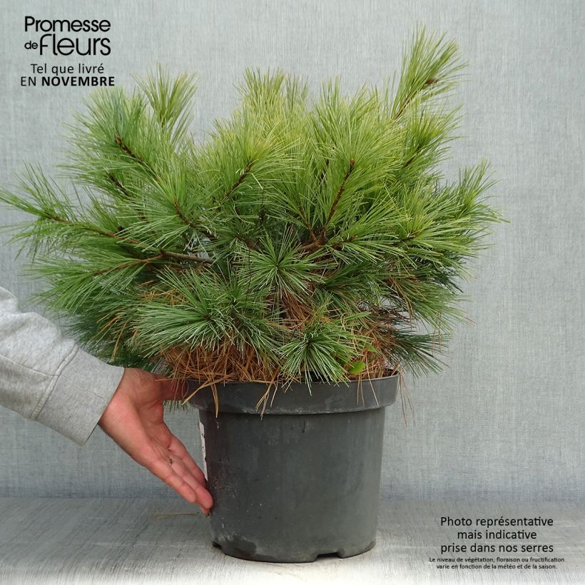 Exemplar von Pin Weymouth - Pinus strobus Blue Shag Pot de 7,5L/10L wie im Herbst geliefert