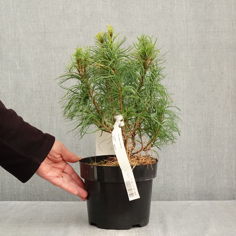 Exemplar von Pinus strobus Tiny Kurls - Weymouths-Kiefer Topf mit 2L/3L wie im Herbst geliefert