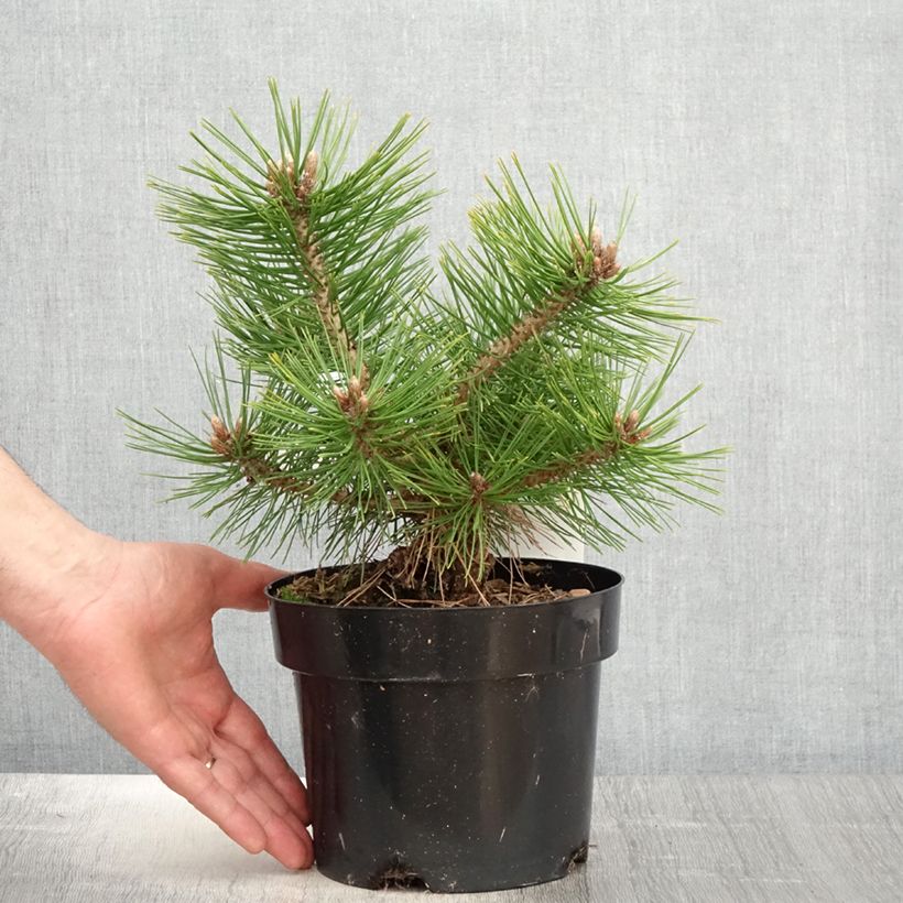 Exemplar von Pinus densiflora Jane Kluis - Japanische Kiefer Topf mit 2L/3L wie im Frühjahr geliefert