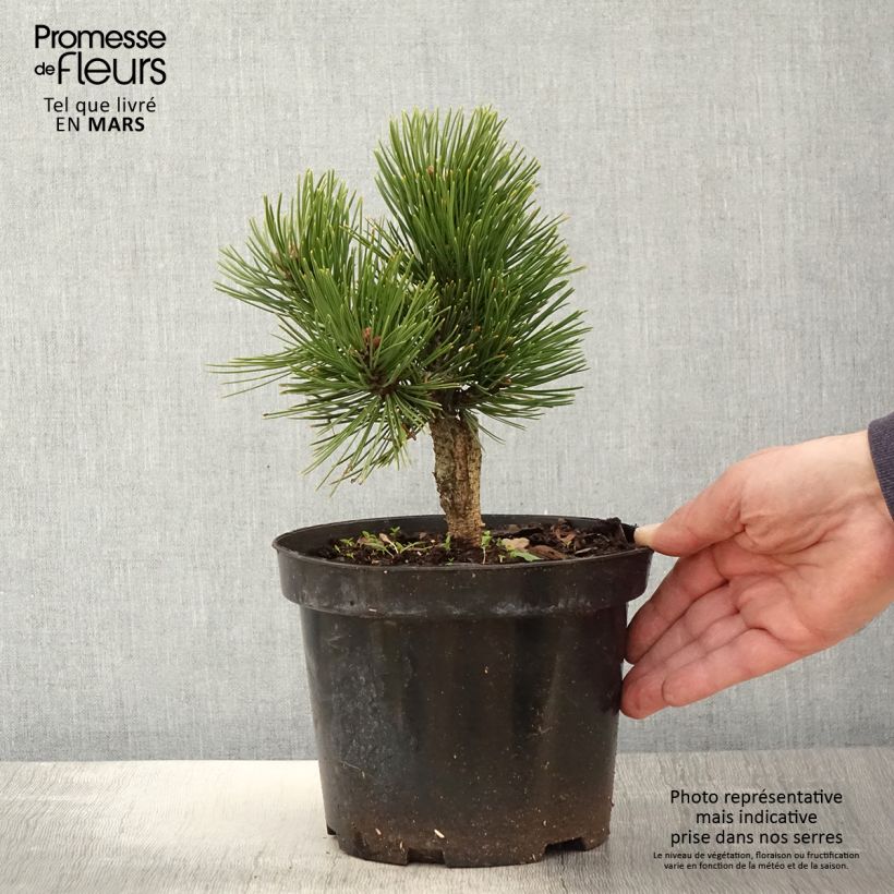 Example of Pinus heldreichii Schmidtii - Schlangenhaut-Kiefer Topf mit 2L/3L as you get in printemps