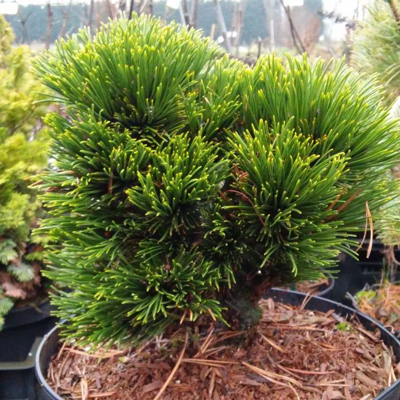Pinus heldreichii Schmidtii - Schlangenhaut-Kiefer (Plant habit)