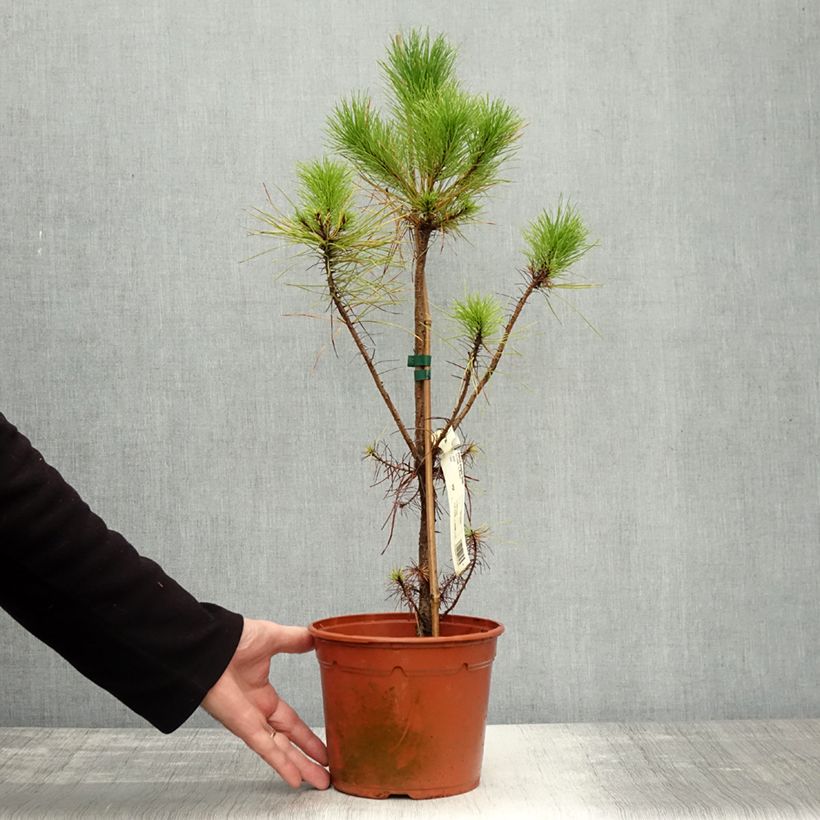 Exemplar von Pinus insignis - Monterey-Kiefer Topf mit 2L/3L wie im Herbst geliefert