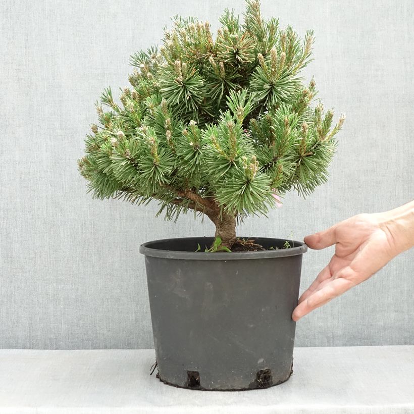 Example of Pinus mugo Humpy - Bergkiefer Topf mit 7,5L/10L as you get in printemps