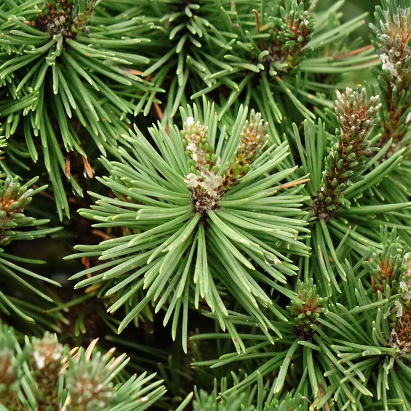 Pinus mugo Humpy - Bergkiefer (Foliage)