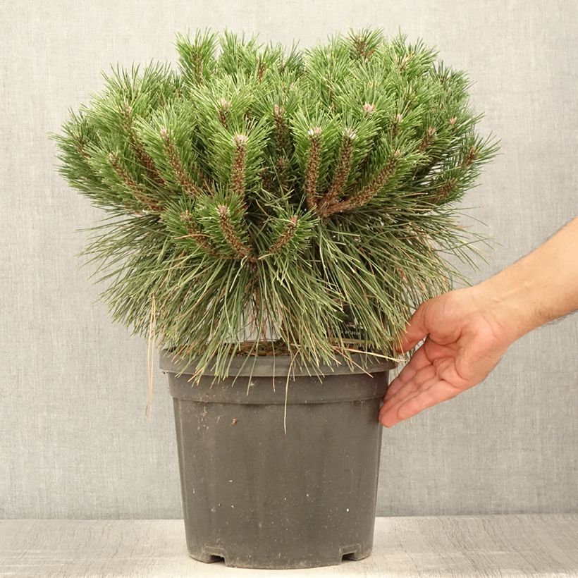 Exemplar von Pinus nigra Brégeon - Schwarzkiefer Topf mit 7,5L/10L wie im Sommer geliefert