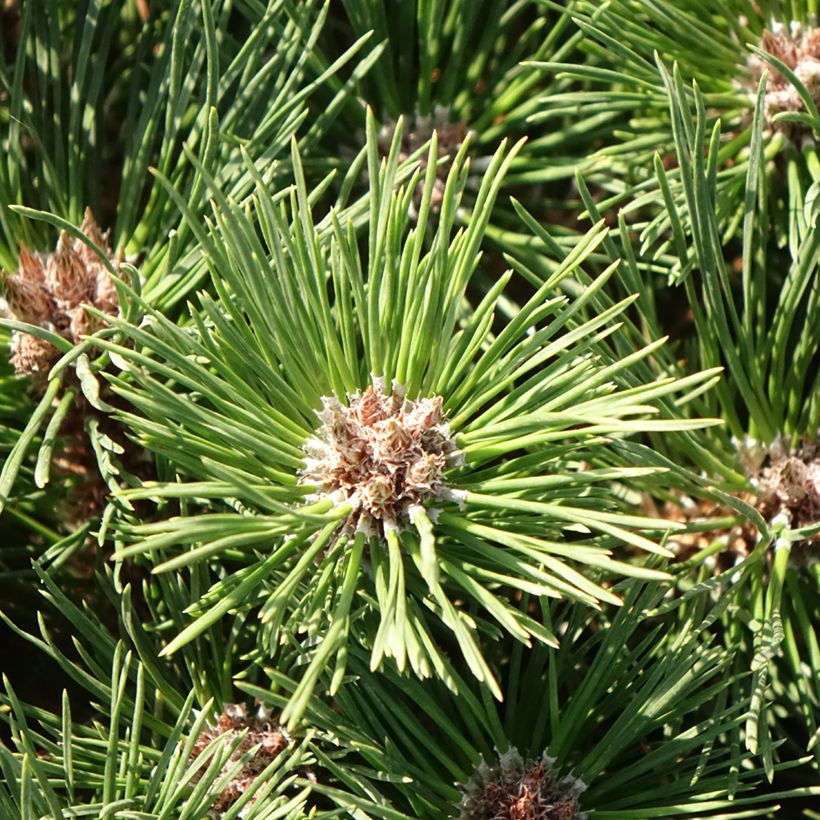 Pinus nigra Brégeon - Schwarzkiefer (Foliage)