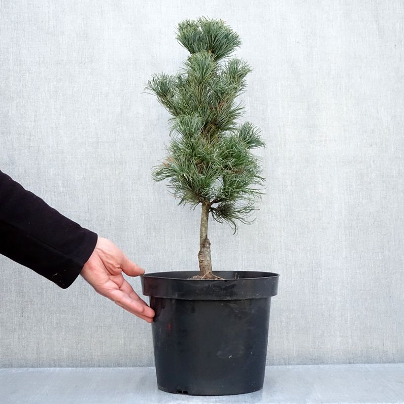 Exemplar von Pinus parviflora Azumi Goye - Mädchen-Kiefer Topf mit 7,5L/10L wie im Herbst geliefert