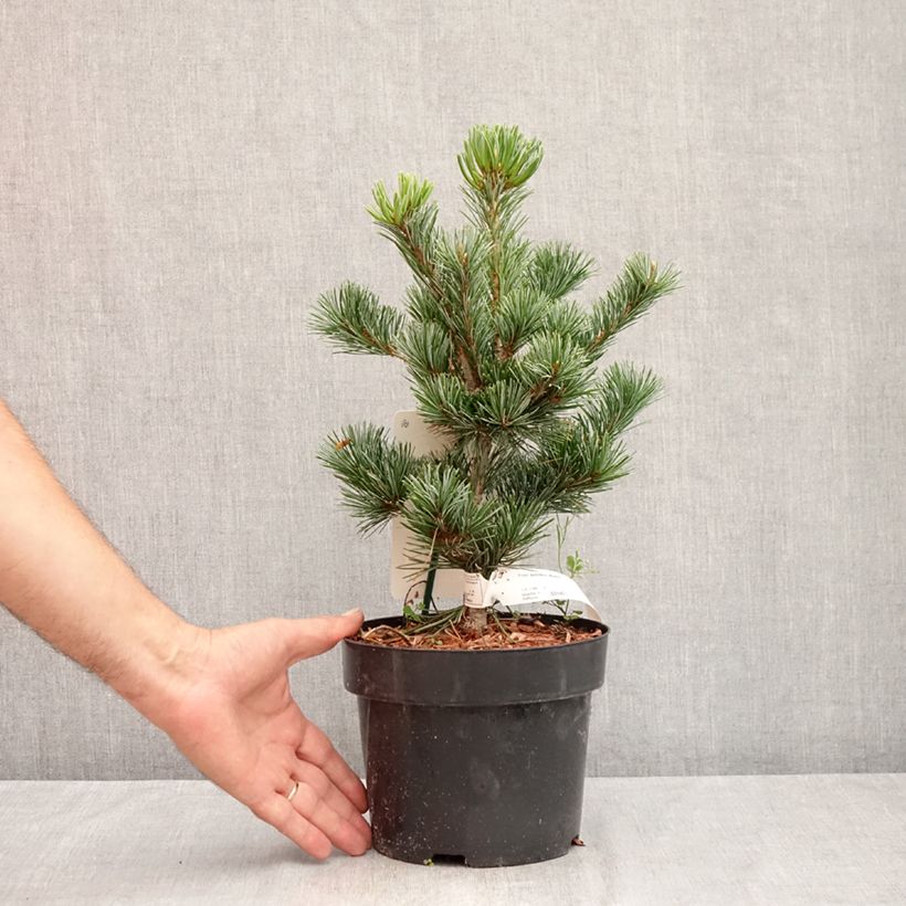 Exemplar von Pinus parviflora Negishi - Mädchen-Kiefer Topf mit 2L/3L wie im Sommer geliefert