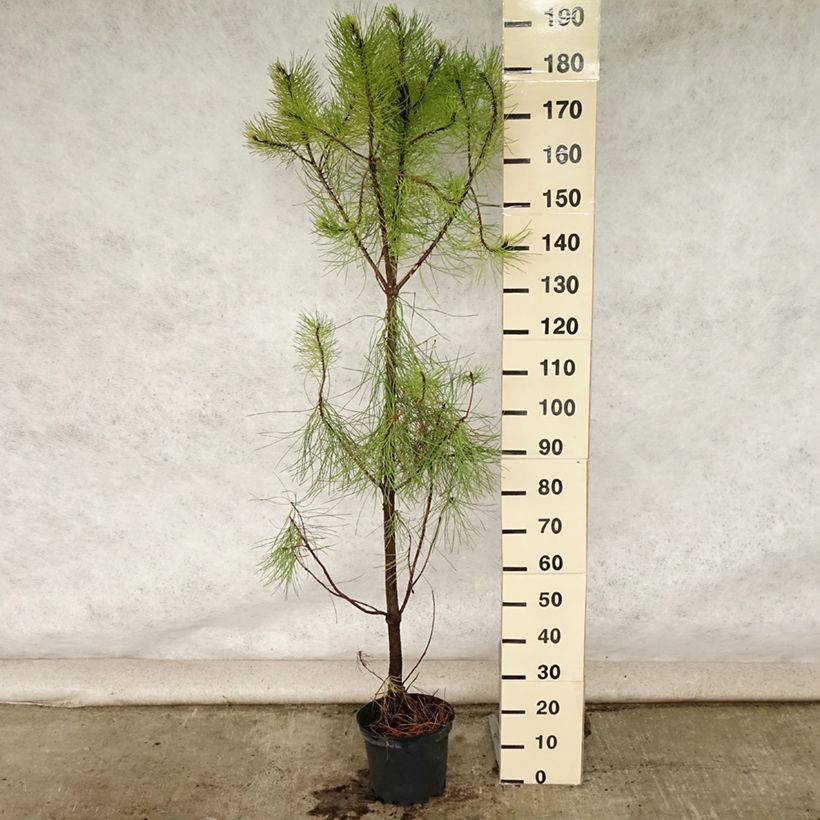 Exemplar von Pinus pinaster - See-Kiefer Topf mit 7,5L/10L wie im Sommer geliefert