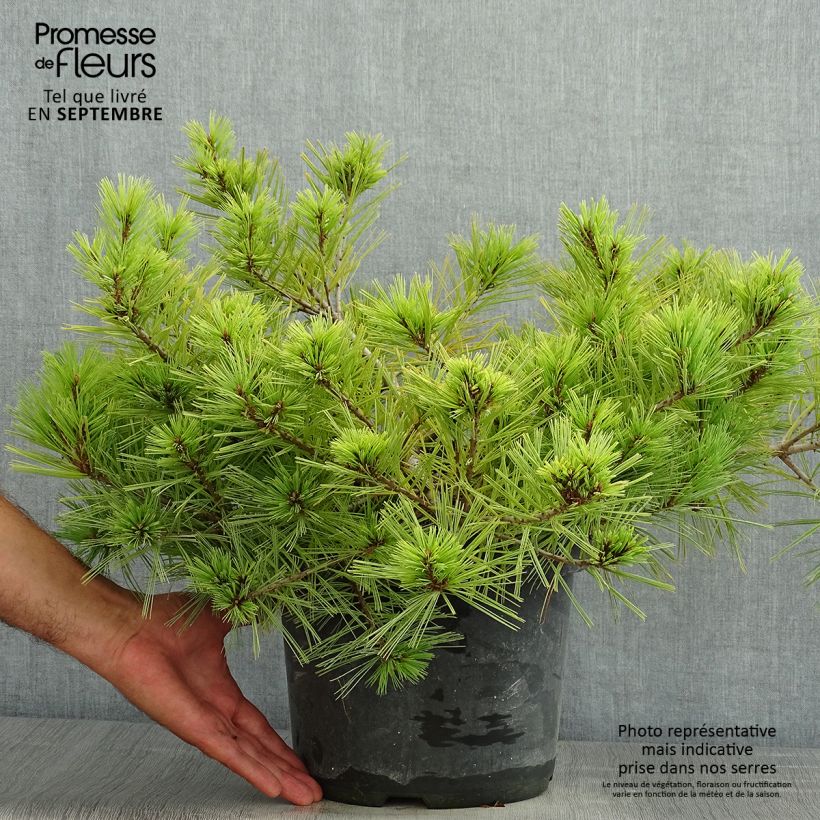 Exemplar von Pinus strobus Minima - Weymouths-Kiefer Topf mit 7,5L/10L wie im Sommer geliefert