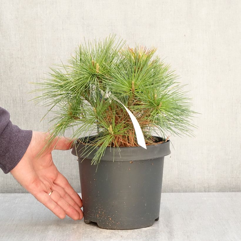 Exemplar von Pinus strobus Minima - Weymouths-Kiefer Topf mit 2L/3L wie im Frühjahr geliefert
