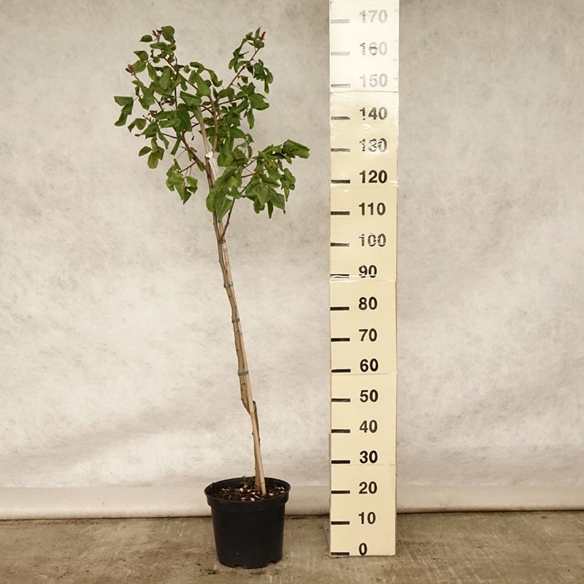 Exemplar von Echte Pistazie Kerman - Pistacia vera Topf mit 7,5L/10L, Halbstamm wie im Sommer geliefert
