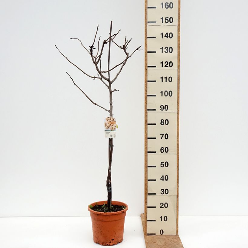 Exemplar von Echte Pistazie Kerman - Pistacia vera Topf mit 7,5L/10L, Halbstamm wie im Herbst geliefert