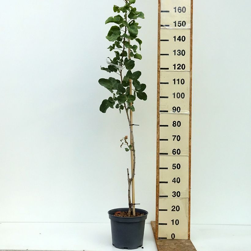 Exemplar von Echte Pistazie Peters - Pistacia vera Topf mit 7,5L/10L, Halbstamm wie im Sommer geliefert